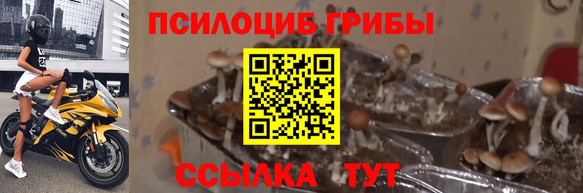 Донецк  Псилоцибиновые грибы Magic Shrooms  Вход с VPN 